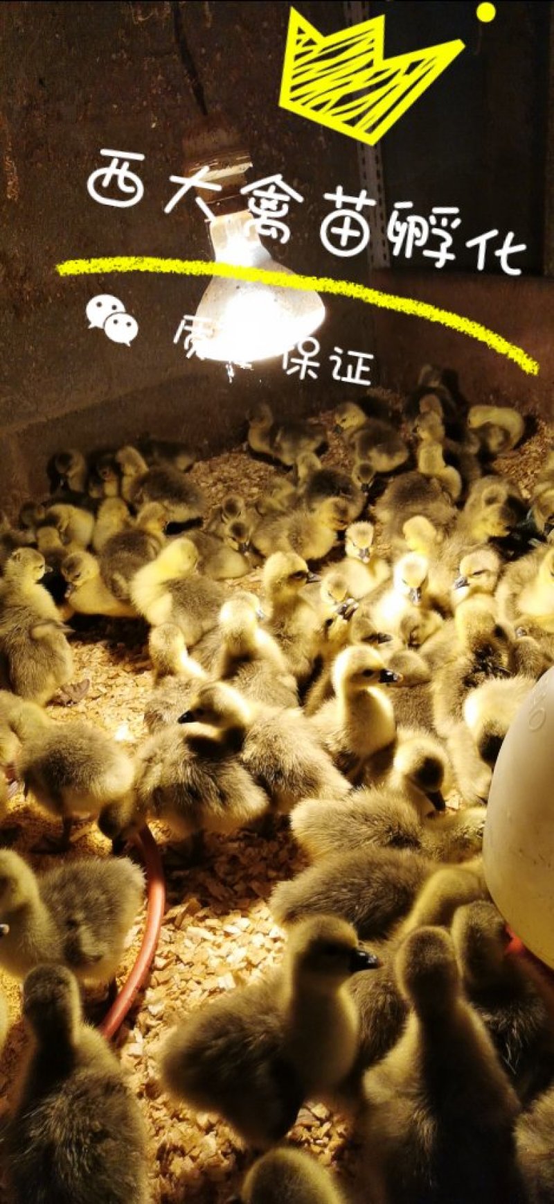 朗德鹅苗，质量高，包疫苗，包运输成活