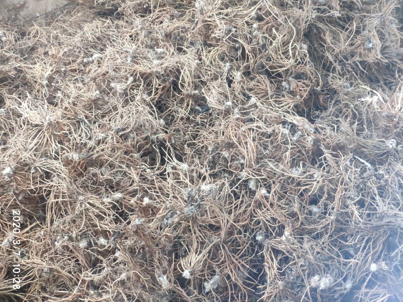 云南野生白头翁无叶纯根茎水洗无硫柴火烘干