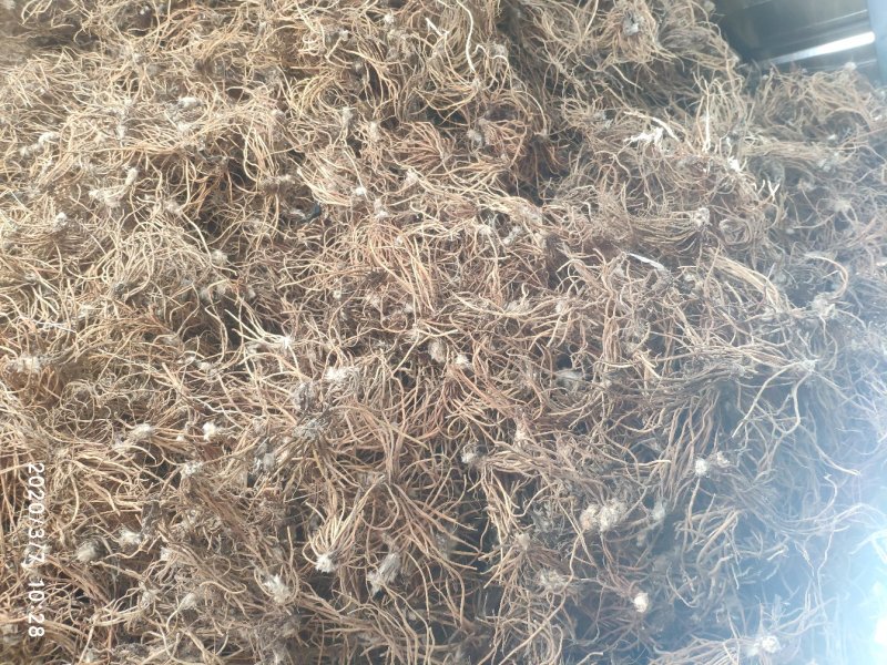 云南野生白头翁无叶纯根茎水洗无硫柴火烘干