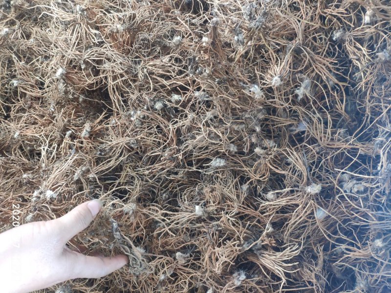云南野生白头翁无叶纯根茎水洗无硫柴火烘干