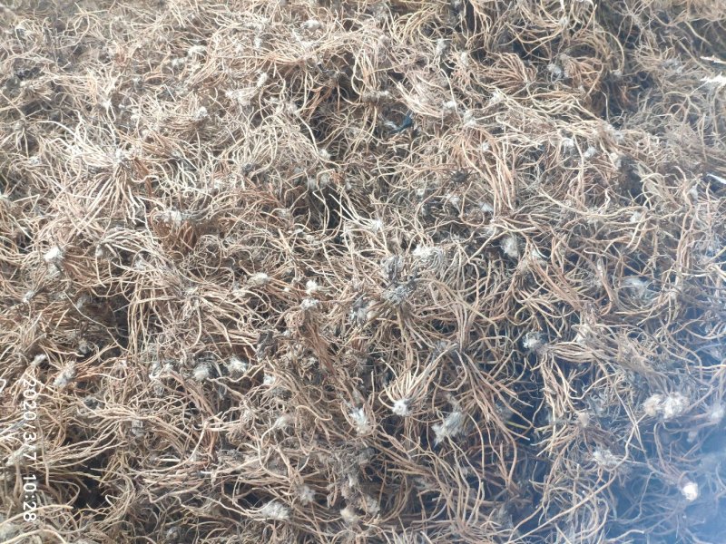 云南野生白头翁无叶纯根茎水洗无硫柴火烘干