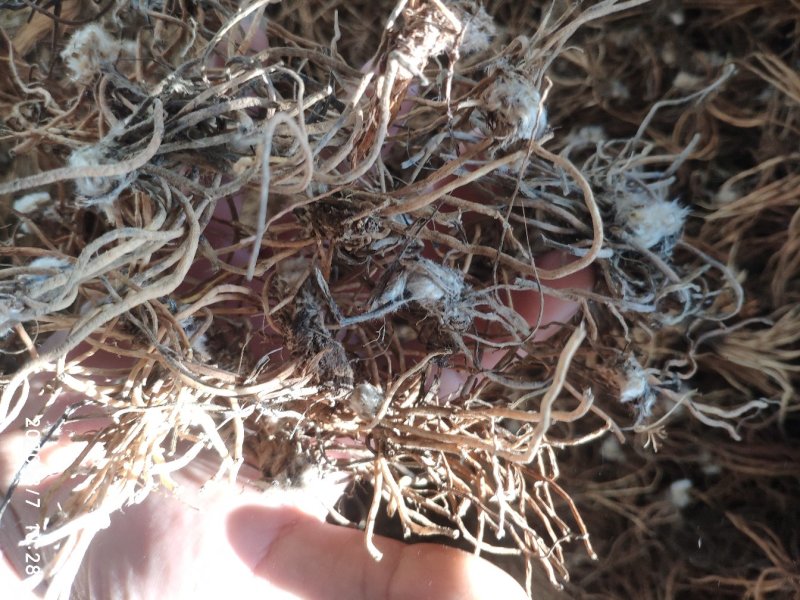 云南野生白头翁无叶纯根茎水洗无硫柴火烘干
