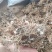 云南野生白头翁无叶纯根茎水洗无硫柴火烘干