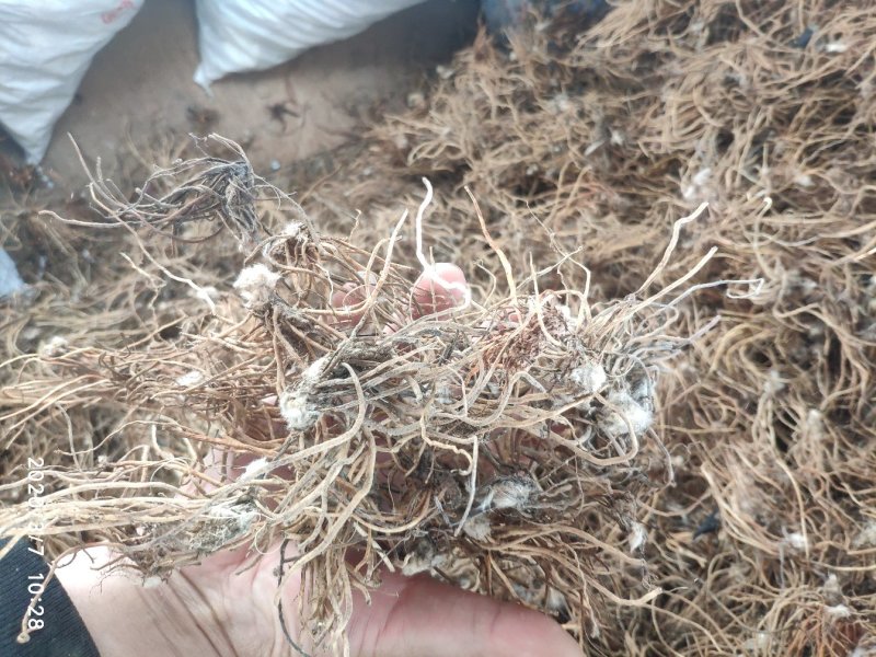 云南野生白头翁无叶纯根茎水洗无硫柴火烘干