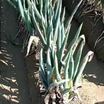 精品长白大葱