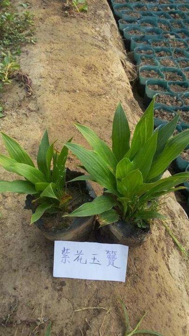 辽宁开原紫花玉簪小苗金边玉簪杯苗花边玉簪工程苗繁育基地