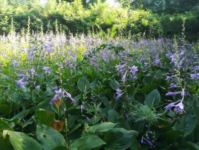 辽宁开原紫花玉簪小苗金边玉簪杯苗花边玉簪工程苗繁育基地