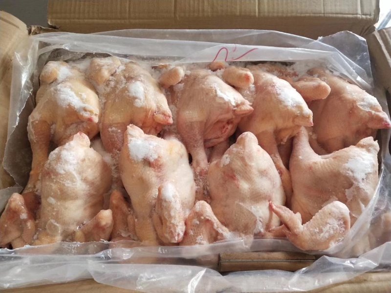 老母鸡