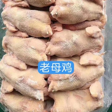 老母鸡