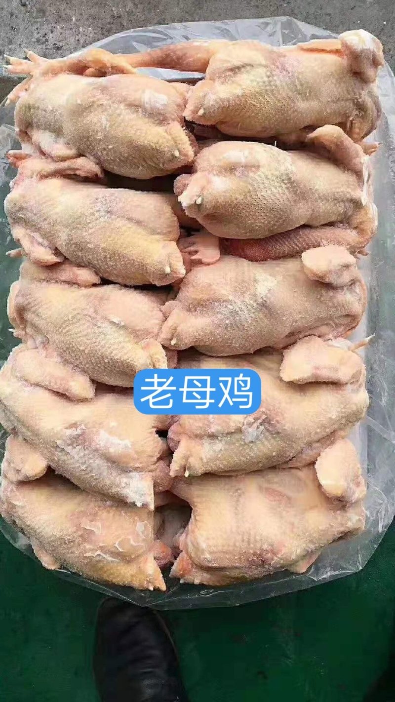 老母鸡