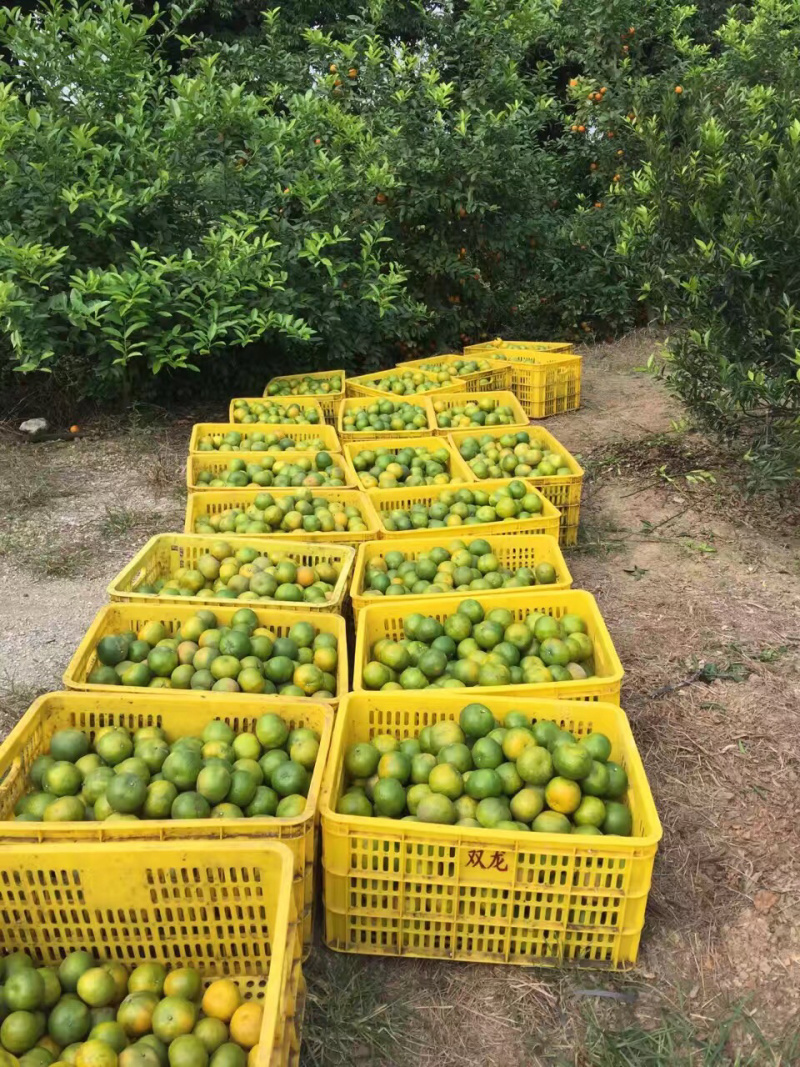 新会陈皮柑新会会城核心产区柑园正宗新会柑可现场釆摘晒陈皮