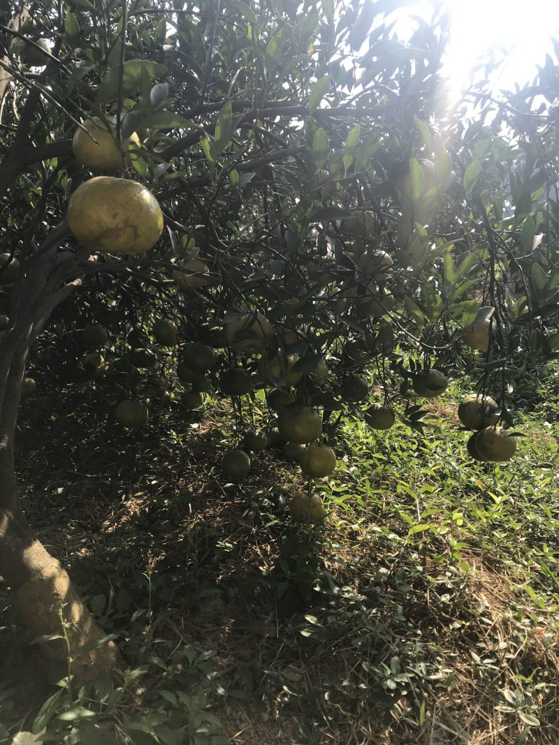 新会陈皮柑新会会城核心产区柑园正宗新会柑可现场釆摘晒陈皮