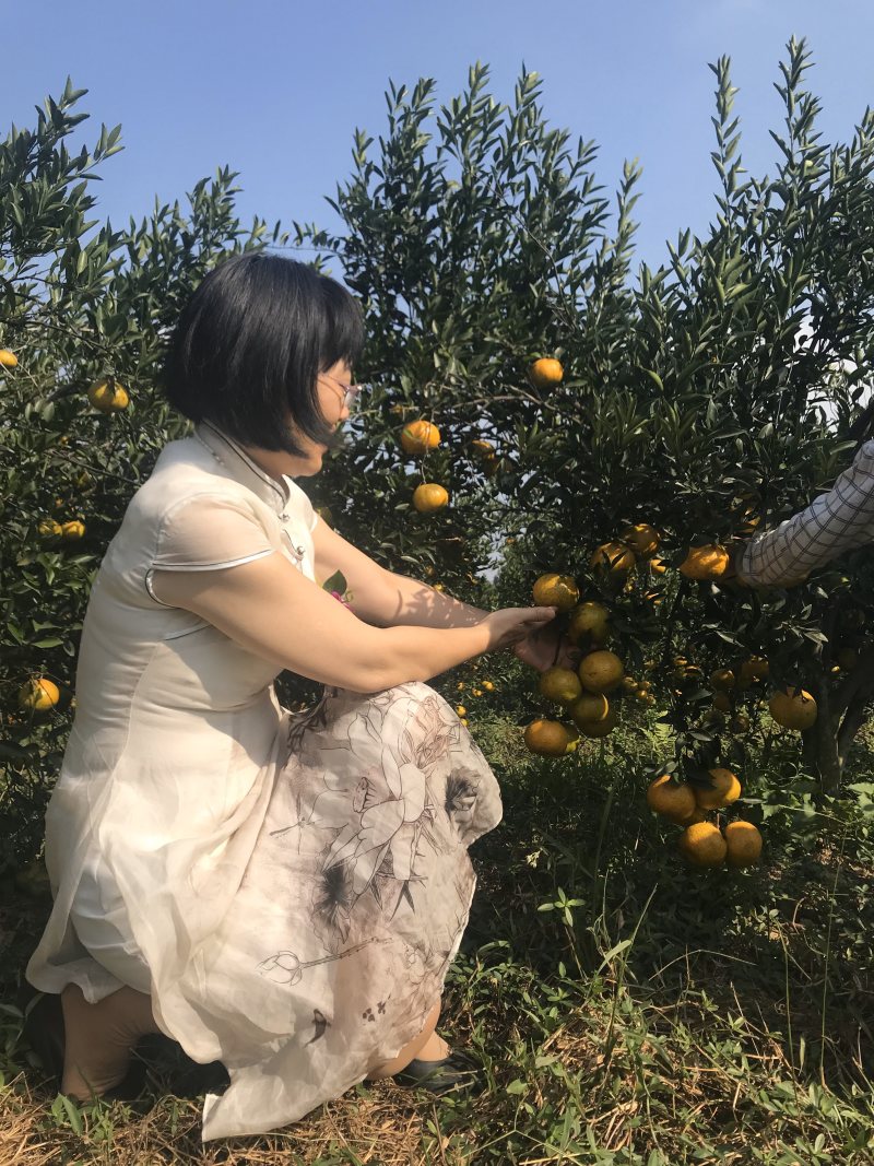 新会陈皮柑新会会城核心产区柑园正宗新会柑可现场釆摘晒陈皮
