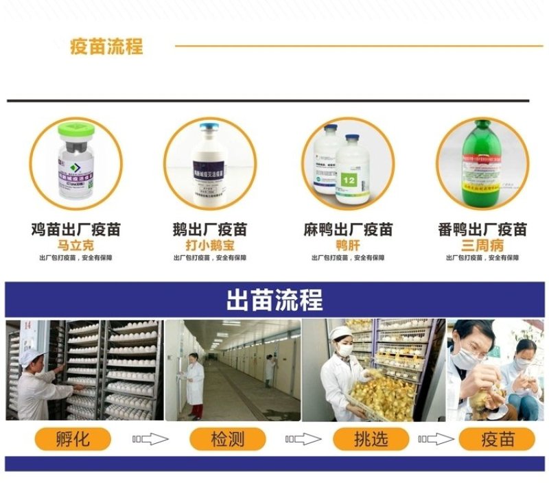 朗德鹅苗，质量高，包疫苗，包运输成活