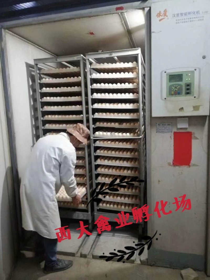 朗德鹅苗，质量高，包疫苗，包运输成活