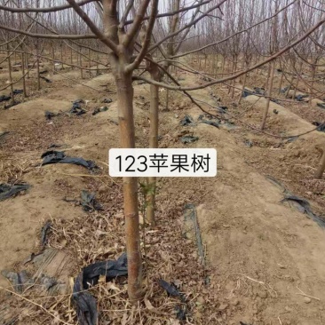 苹果树