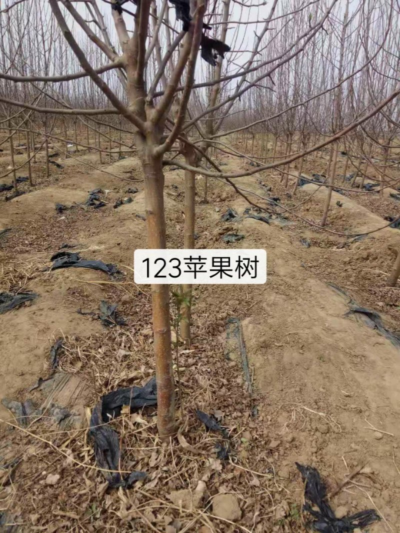 苹果树