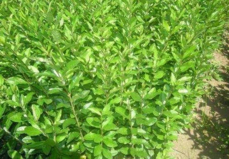 辽宁开原水蜡小苗女贞工程苗夹植水腊堆杯苗繁育基地
