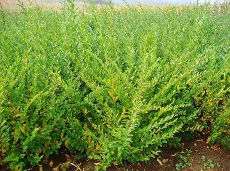 辽宁开原水蜡小苗女贞工程苗夹植水腊堆杯苗繁育基地
