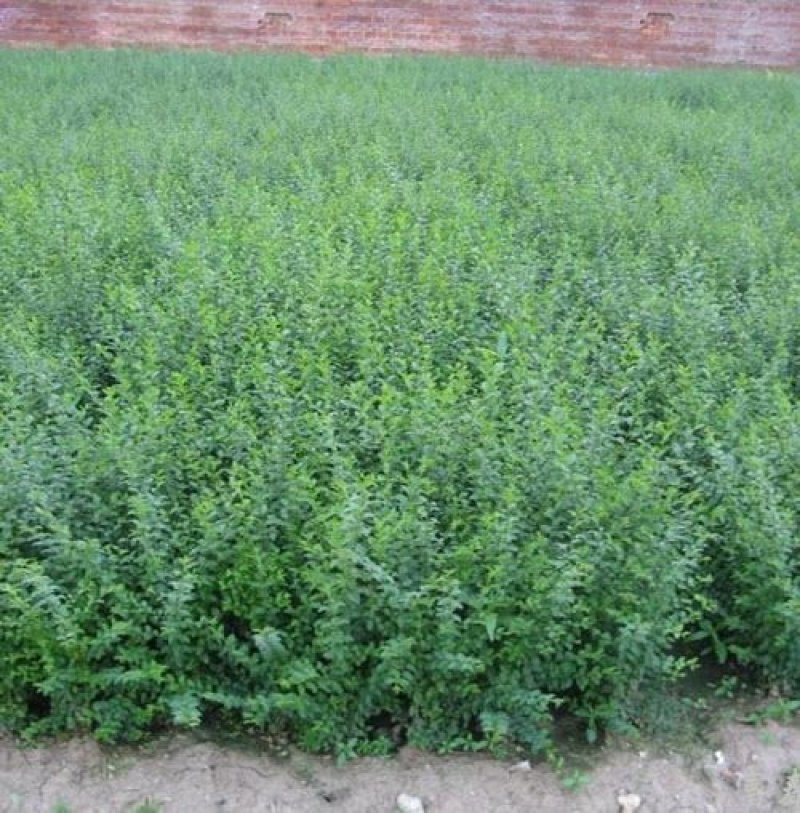 辽宁开原水蜡小苗女贞工程苗夹植水腊堆杯苗繁育基地
