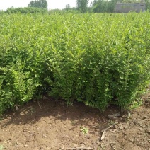 辽宁开原水蜡小苗女贞工程苗夹植水腊堆杯苗繁育基地