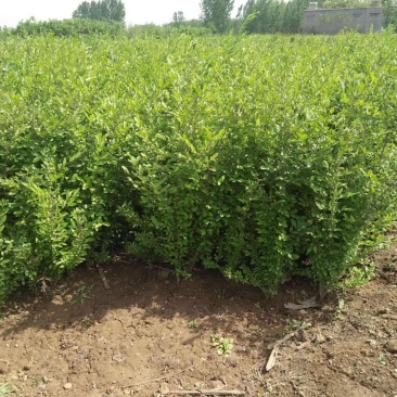 辽宁开原水蜡小苗女贞工程苗夹植水腊堆杯苗繁育基地