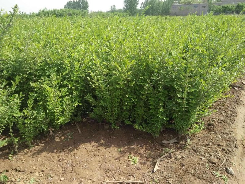 辽宁开原水蜡小苗女贞工程苗夹植水腊堆杯苗繁育基地