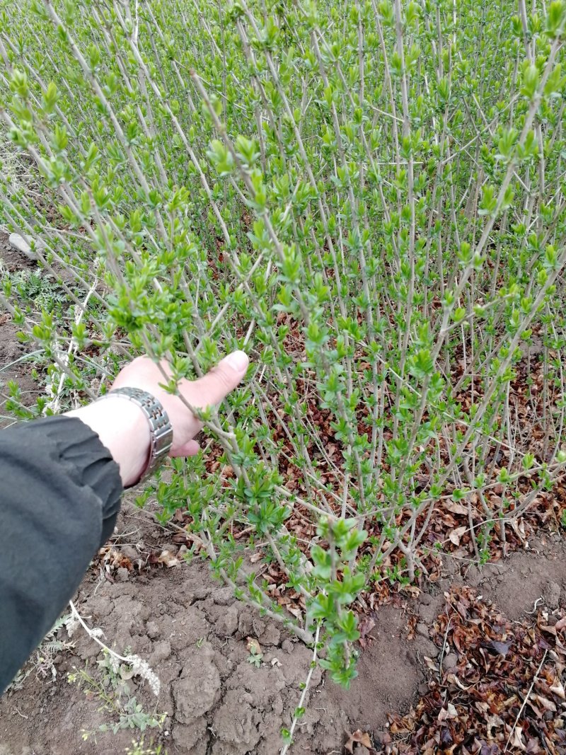 辽宁开原水蜡小苗女贞工程苗夹植水腊堆杯苗繁育基地
