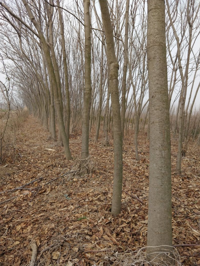 种植基地栾树苗，原生苗，规格6～14公分。