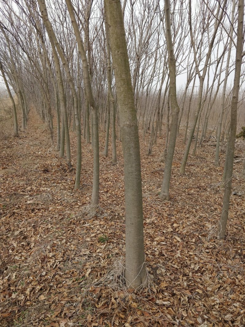 种植基地栾树苗，原生苗，规格6～14公分。