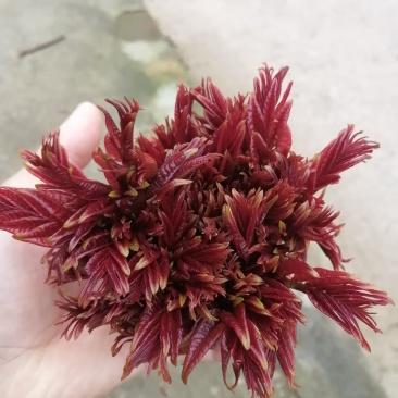 香椿芽四川省大竹县江水基地直供香椿芽，中国香椿第一县