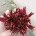 香椿芽四川省大竹县江水基地直供香椿芽，中国香椿第一县