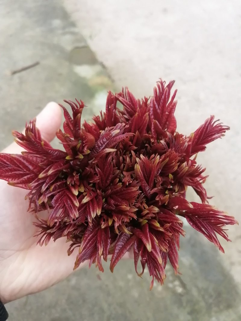 香椿芽四川省大竹县江水基地直供香椿芽，中国香椿第一县