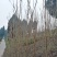 香椿芽四川省大竹县江水基地直供香椿芽，中国香椿第一县