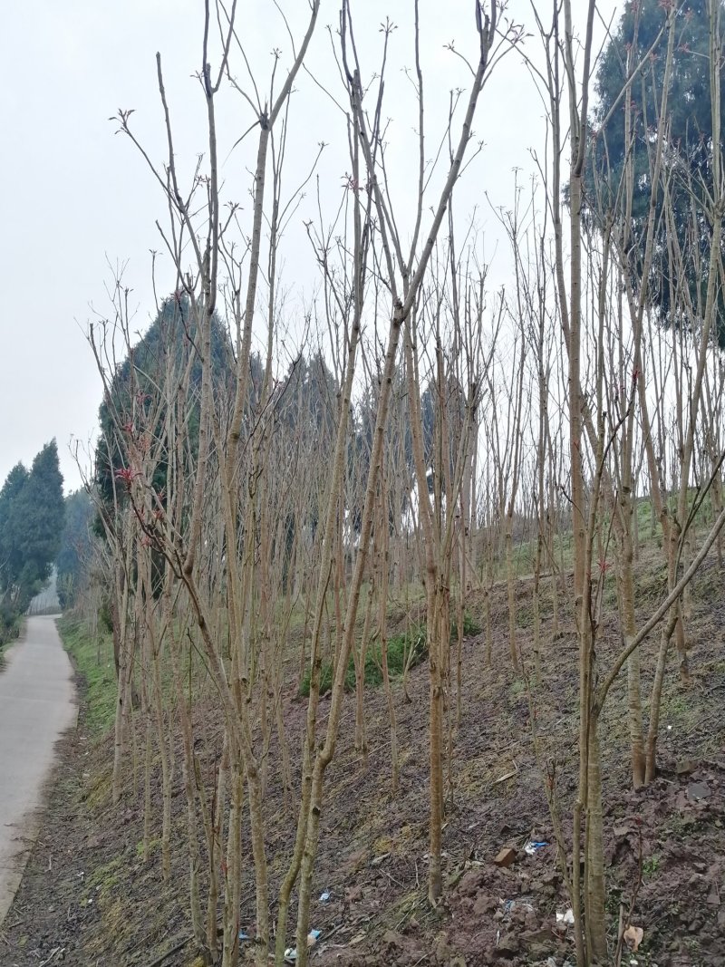 香椿芽四川省大竹县江水基地直供香椿芽，中国香椿第一县