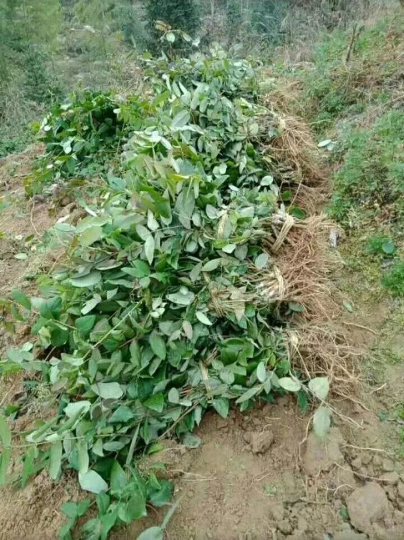 金银花嫁接种苗（湘蕾花王）