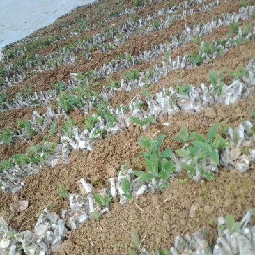 金银花嫁接种苗（湘蕾花王）