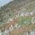 金银花嫁接种苗（湘蕾花王）