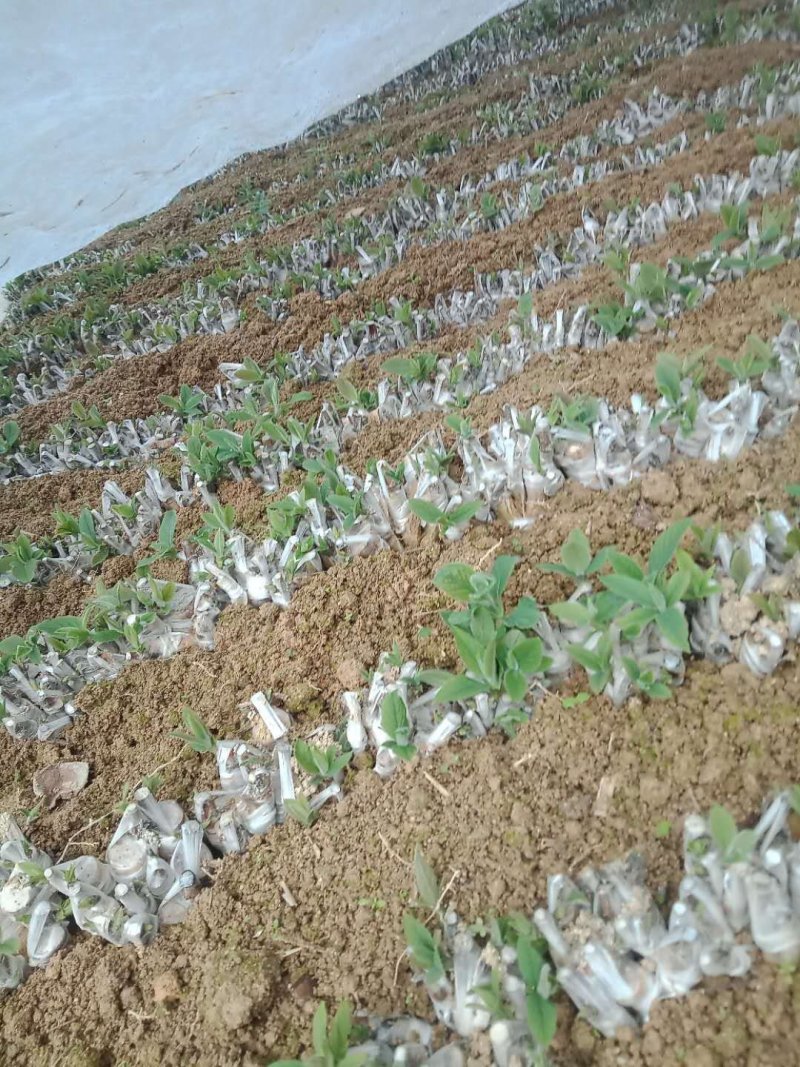 金银花嫁接种苗（湘蕾花王）