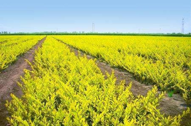 辽宁开原金叶水蜡小苗杯苗女贞工程苗繁育基地全国顺丰邮寄