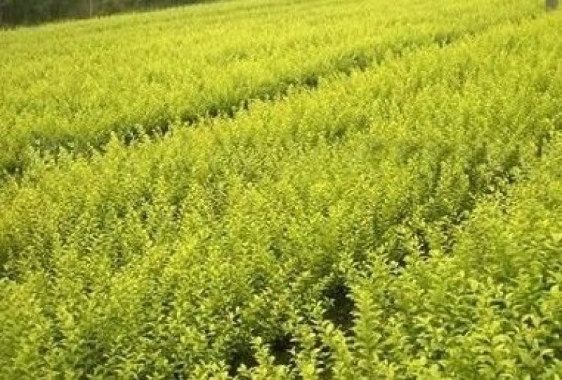辽宁开原金叶水蜡小苗杯苗女贞工程苗繁育基地全国顺丰邮寄