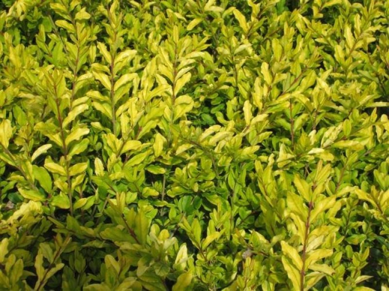 辽宁开原金叶水蜡小苗杯苗女贞工程苗繁育基地全国顺丰邮寄