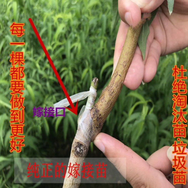 桃树苗水密黄桃-蟠桃-黑桃-冬桃-血桃-可签合同假一陪万