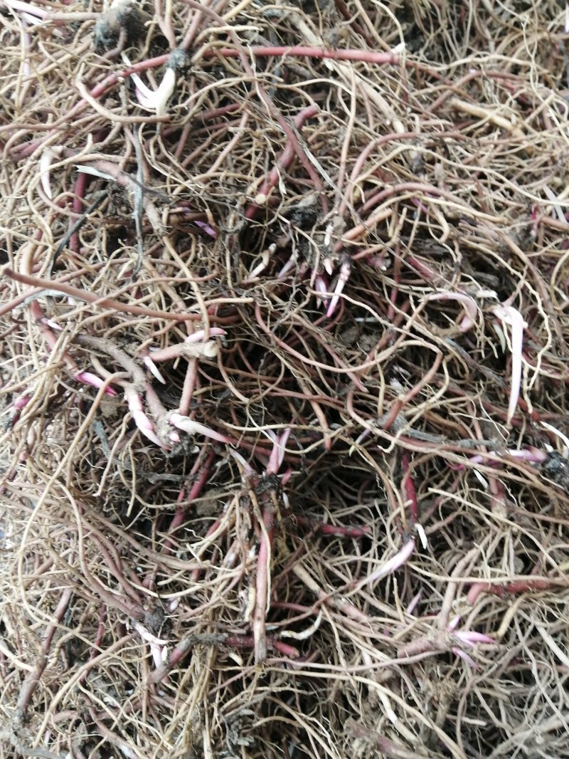 紫菀芽，一年收，好管理，成活率高！收益高！