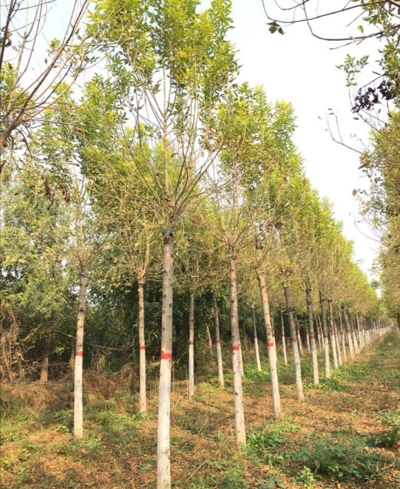 金叶白蜡：根系发达成活率高质量有保证支持线上线下交易