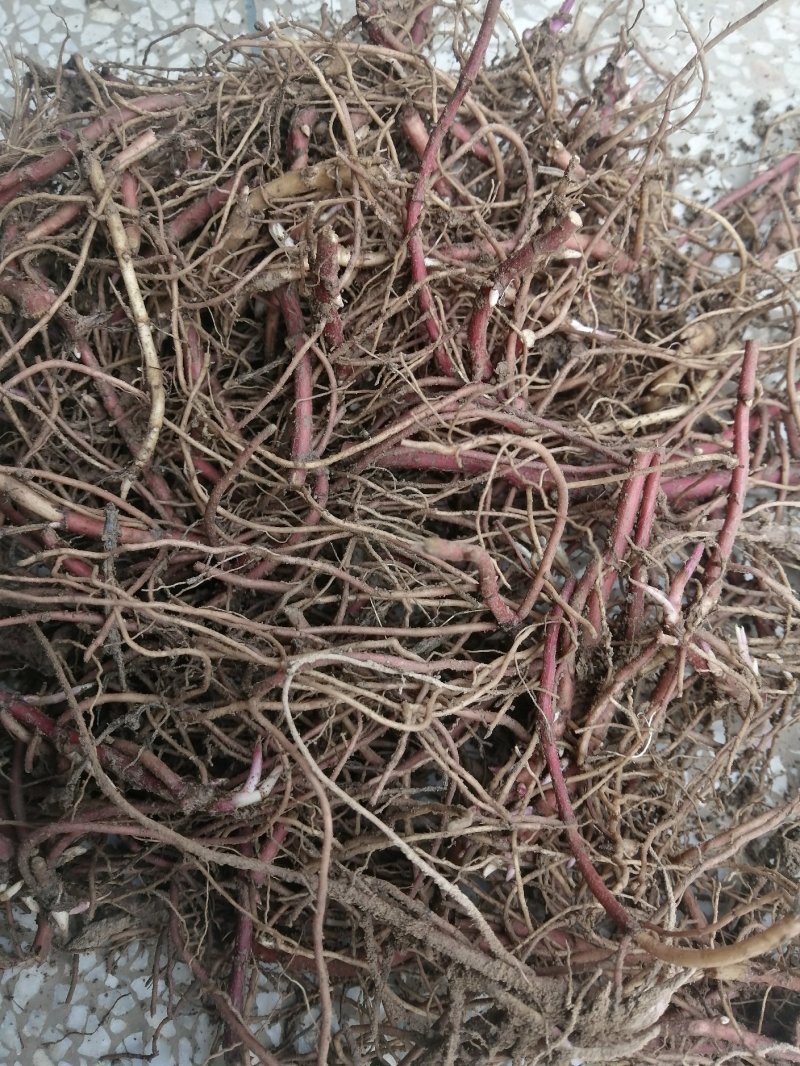 紫菀芽，一年收，好管理，成活率高！收益高！