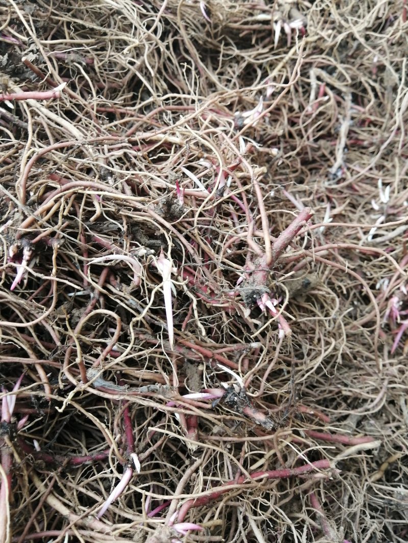 紫菀芽，一年收，好管理，成活率高！收益高！