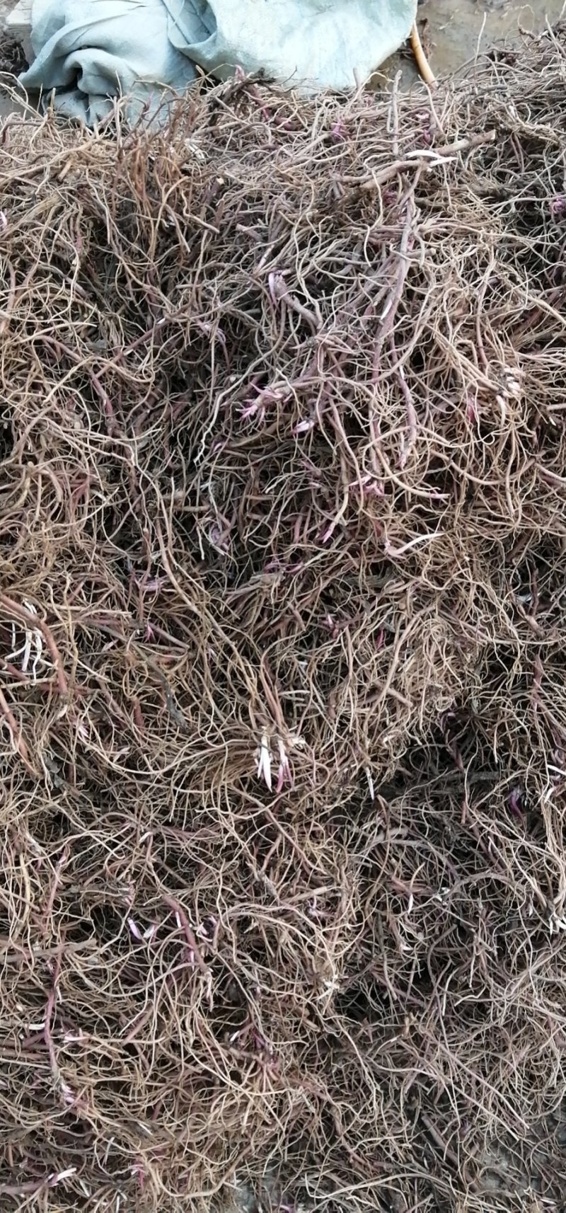 紫菀芽，一年收，好管理，成活率高！收益高！