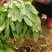 小叶菠菜质量精品价格美丽上货量较大