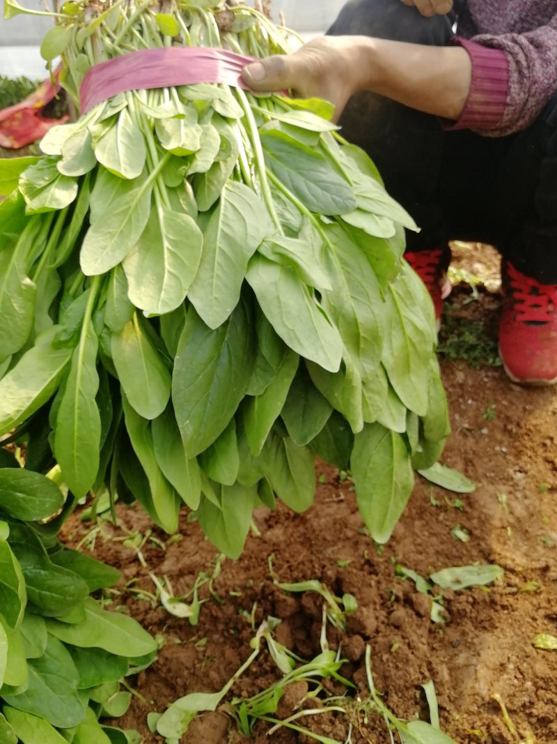 小叶菠菜质量精品价格美丽上货量较大